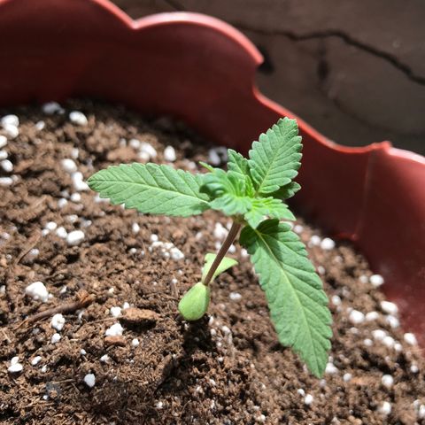 Lemon haze 🍋 growlog photo: Rock & roll night club 👽❤️🌿