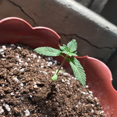 Lemon haze 🍋 growlog photo: Rock & roll night club 👽❤️🌿