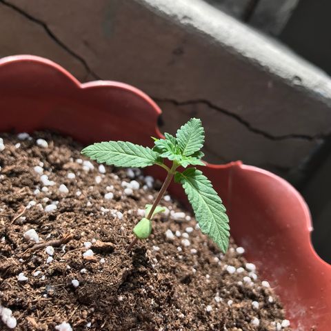 Lemon haze 🍋 growlog photo: Rock & roll night club 👽❤️🌿