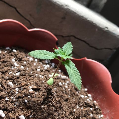 Lemon haze 🍋 growlog photo: Rock & roll night club 👽❤️🌿