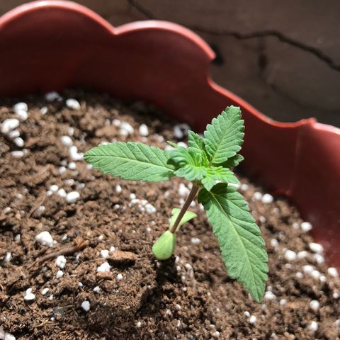 Lemon haze 🍋 growlog photo: Rock & roll night club 👽❤️🌿