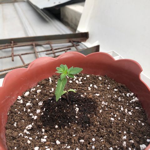 Lemon haze 🍋 growlog photo: 😎✅