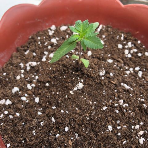 Lemon haze 🍋 growlog photo: 😎✅