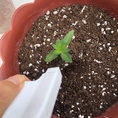 Lemon haze 🍋 growlog photo: 😎✅