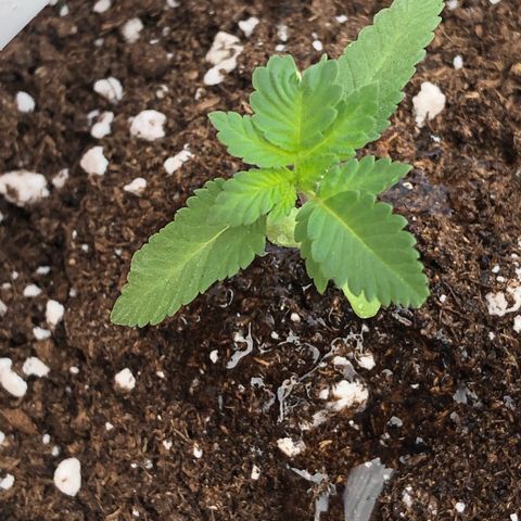 Lemon haze 🍋 growlog photo: 😎✅