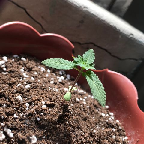 Lemon haze 🍋 growlog photo: Rock & roll night club 👽❤️🌿