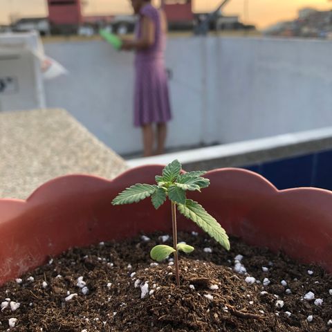 Lemon haze 🍋 growlog photo: Momo in the house 😎🌱❤️