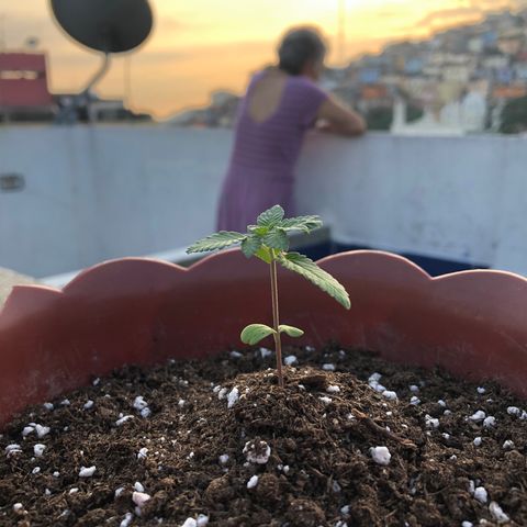 Lemon haze 🍋 growlog photo: Momo in the house 😎🌱❤️