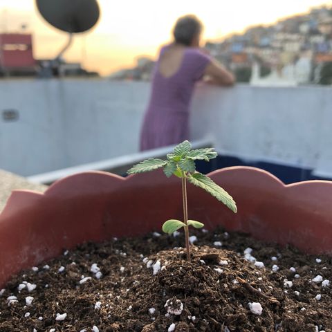 Lemon haze 🍋 growlog photo: Momo in the house 😎🌱❤️