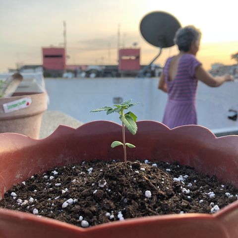 Lemon haze 🍋 growlog photo: Momo in the house 😎🌱❤️