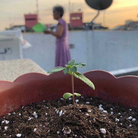 Lemon haze 🍋 growlog photo: Momo in the house 😎🌱❤️