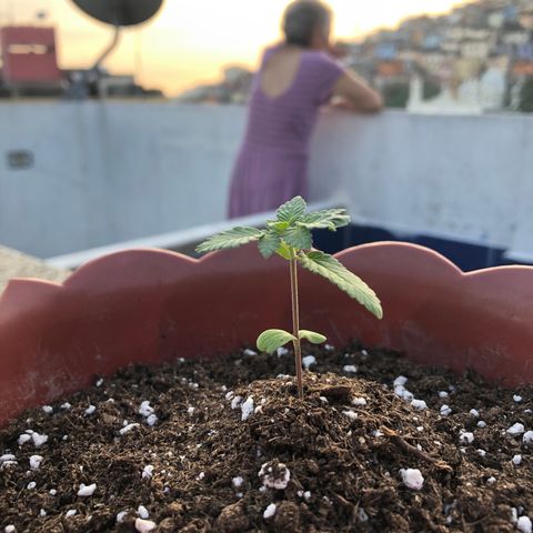 Lemon haze 🍋 growlog photo: Momo in the house 😎🌱❤️