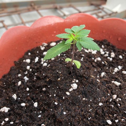 Lemon haze 🍋 growlog photo: Wednesday morning 9:02 AM 🏞