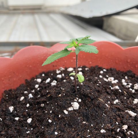 Lemon haze 🍋 growlog photo: Wednesday morning 9:02 AM 🏞