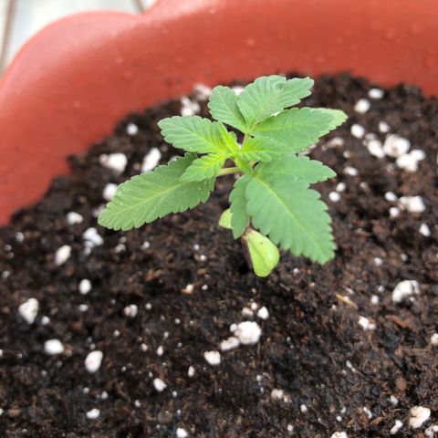 Lemon haze 🍋 growlog photo: Wednesday morning 9:02 AM 🏞