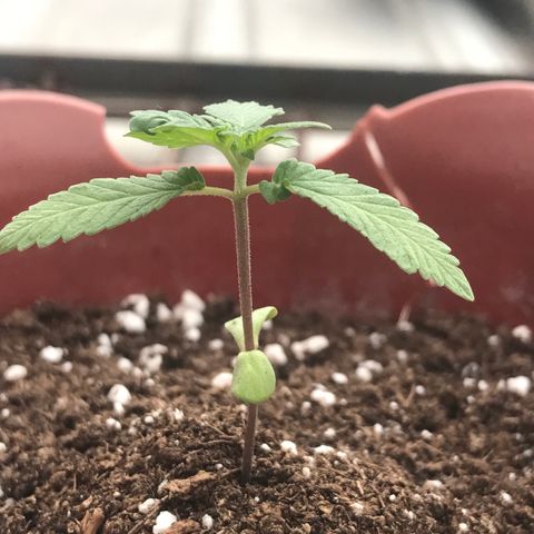 Lemon haze 🍋 growlog photo: 16:57