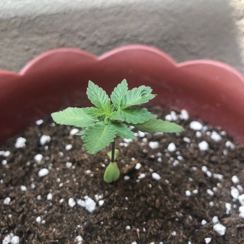 Lemon haze 🍋 growlog photo: Okay ✅ 