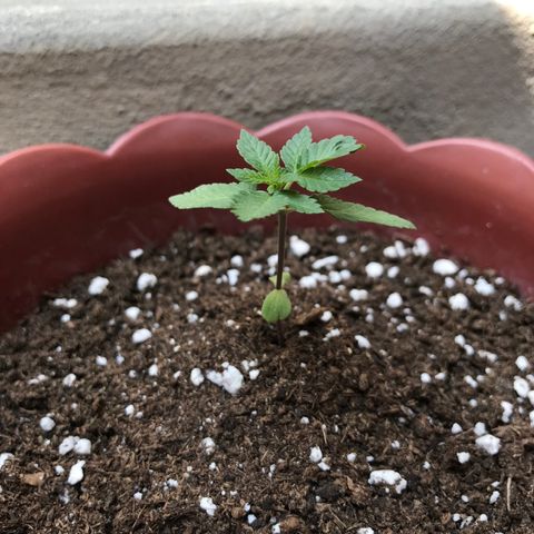 Lemon haze 🍋 growlog photo: Okay ✅ 