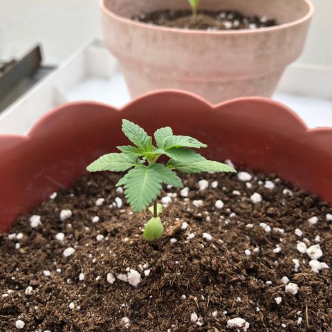 Lemon haze 🍋 growlog photo: 04:41 PM 🌅 🌱✅❤️