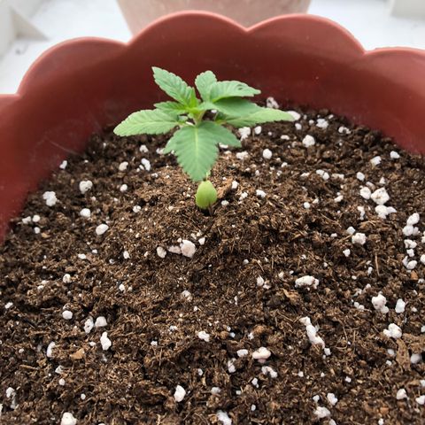 Lemon haze 🍋 growlog photo: 04:41 PM 🌅 🌱✅❤️