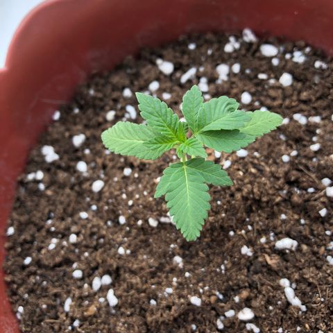 Lemon haze 🍋 growlog photo: 04:41 PM 🌅 🌱✅❤️