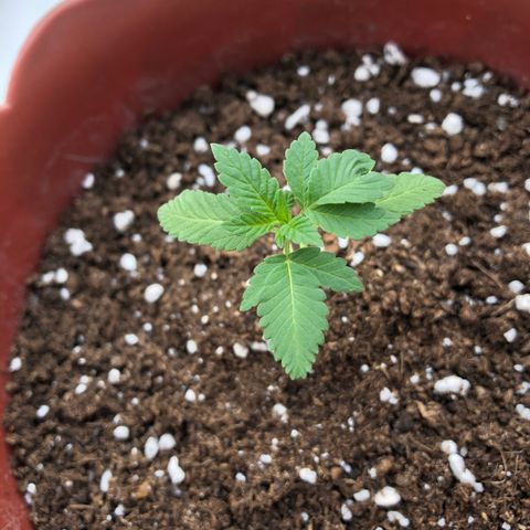 Lemon haze 🍋 growlog photo: 04:41 PM 🌅 🌱✅❤️