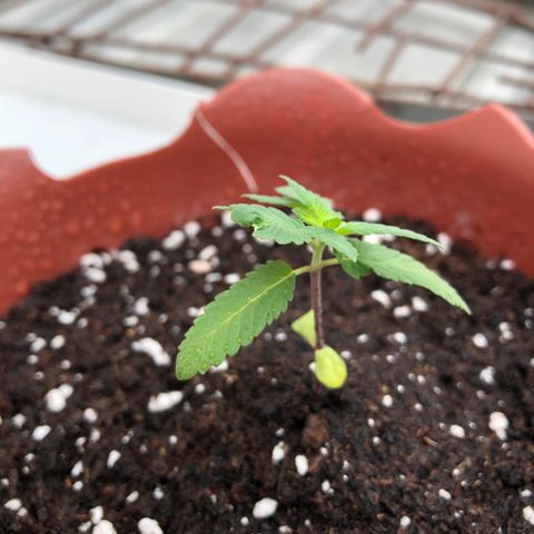 Lemon haze 🍋 growlog photo: Thursday’s morning 11:26 AM 🌱❤️✅