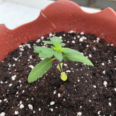 Lemon haze 🍋 growlog photo: Thursday’s morning 11:26 AM 🌱❤️✅