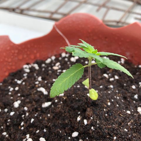 Lemon haze 🍋 growlog photo: Thursday’s morning 11:26 AM 🌱❤️✅