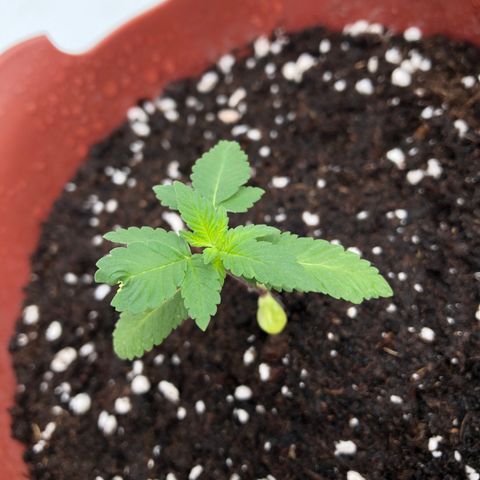 Lemon haze 🍋 growlog photo: Thursday’s morning 11:26 AM 🌱❤️✅
