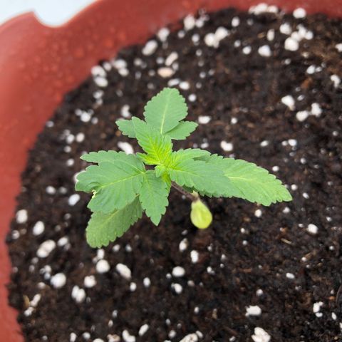 Lemon haze 🍋 growlog photo: Thursday’s morning 11:26 AM 🌱❤️✅