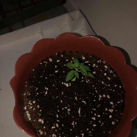 Lemon haze 🍋 growlog photo: At night 8:02 PM 🌌