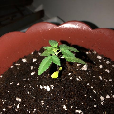 Lemon haze 🍋 growlog photo: At night 8:02 PM 🌌