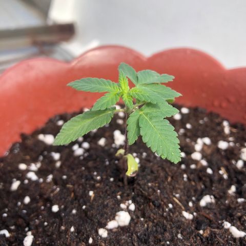 Lemon haze 🍋 growlog photo: Friday morning 9:47 AM 🏞