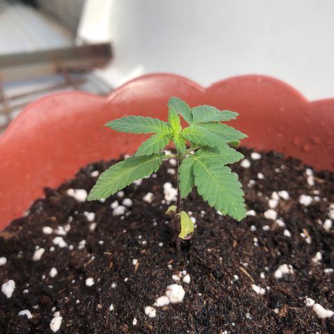 Lemon haze 🍋 growlog photo: Friday morning 9:47 AM 🏞