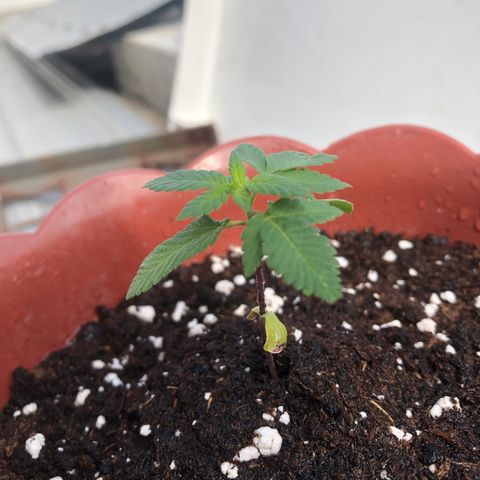 Lemon haze 🍋 growlog photo: Friday morning 9:47 AM 🏞