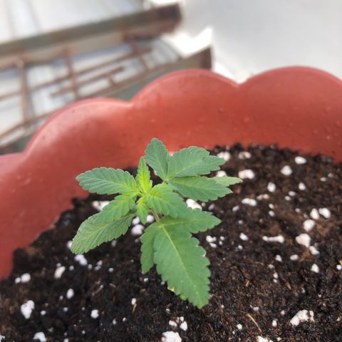 Lemon haze 🍋 growlog photo: Friday morning 9:47 AM 🏞