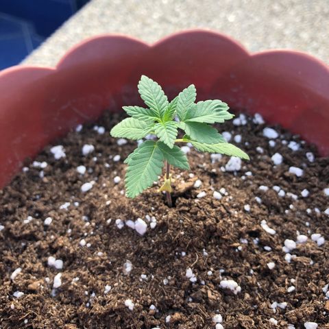 Lemon haze 🍋 growlog photo: Friday 4:39 PM 🌅
