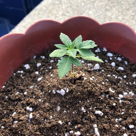 Lemon haze 🍋 growlog photo: Friday 4:39 PM 🌅