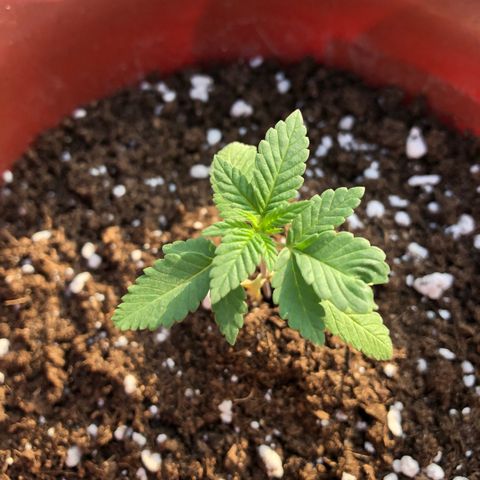 Lemon haze 🍋 growlog photo: Friday 4:39 PM 🌅