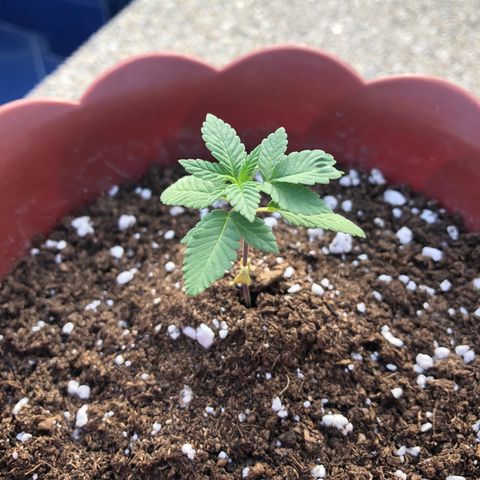 Lemon haze 🍋 growlog photo: Friday 4:39 PM 🌅