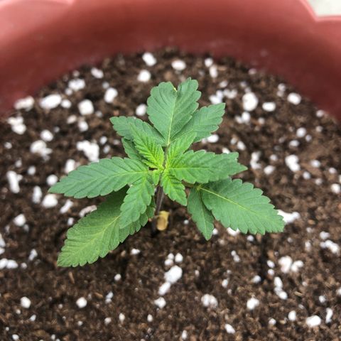 Lemon haze 🍋 growlog photo: 13:55
