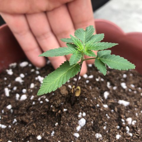 Lemon haze 🍋 growlog photo: 1:52 PM 🏞 🌱✅❤️