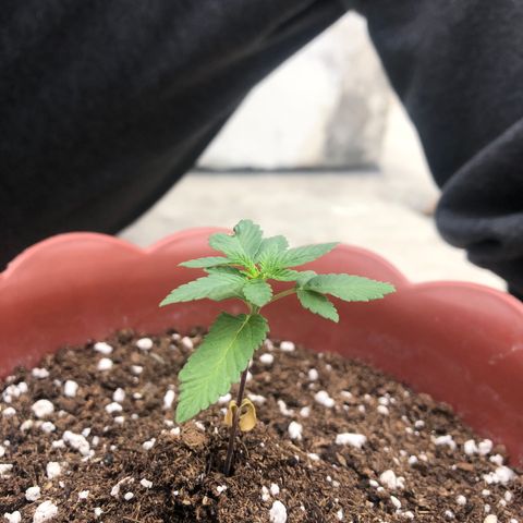 Lemon haze 🍋 growlog photo: 13:55