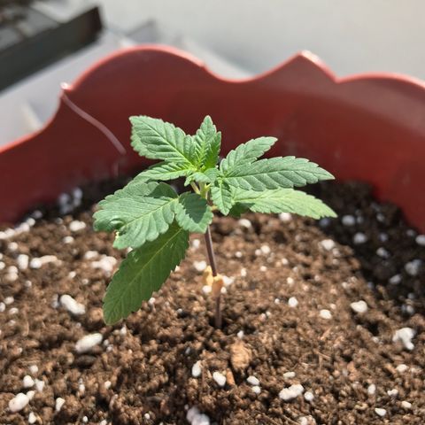 Lemon haze 🍋 growlog photo: 12:30
