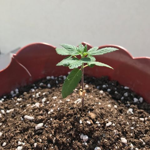 Lemon haze 🍋 growlog photo: 12:30
