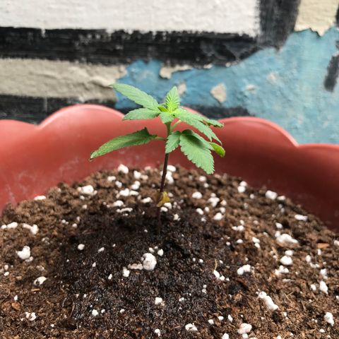Lemon haze 🍋 growlog photo: 11:34 AM 🏞
