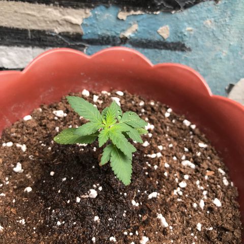 Lemon haze 🍋 growlog photo: 11:34 AM 🏞