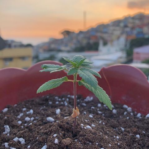Lemon haze 🍋 growlog photo: 6:05 PM 🌅👽🌱❤️✅