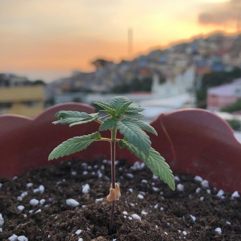 Lemon haze 🍋 growlog photo: 6:05 PM 🌅👽🌱❤️✅